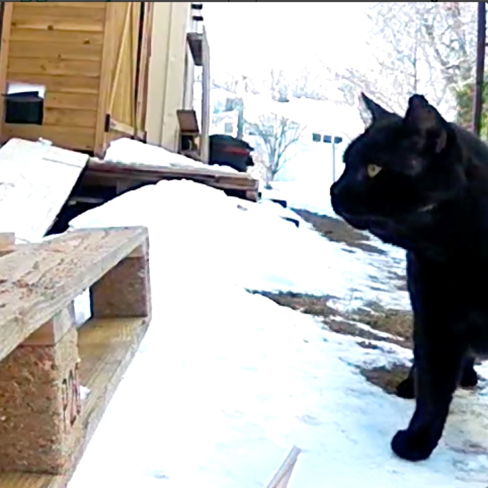 ❤️Please Share! Help Stray Cats in my Area❤️ - Picture 7 of 8